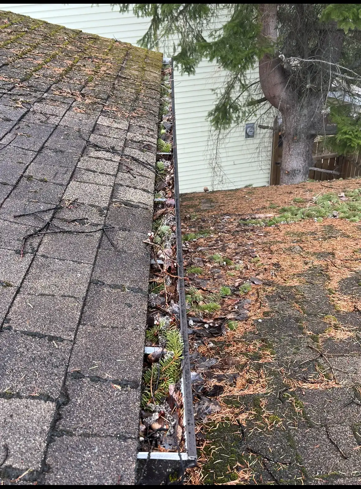 An aluminium gutter packed to the top with dark decomposed needle litter and debris, with moss growing out of the trough.