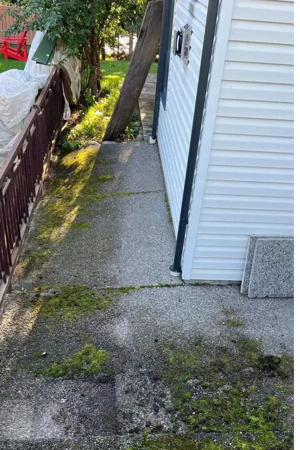 An exposed-aggregate walkway with moss and dark organic growth before pressure washing.
