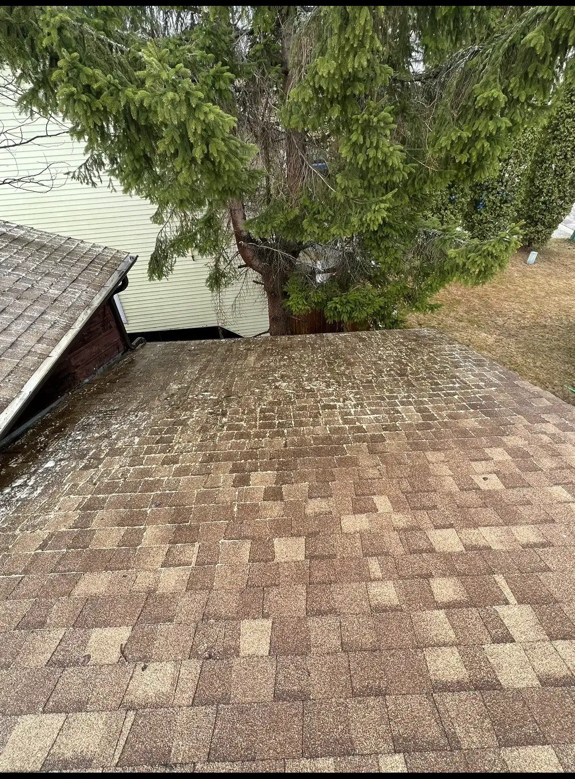 The same shingle roof slope with loose needles and branches cleared; surface discolouration remains.