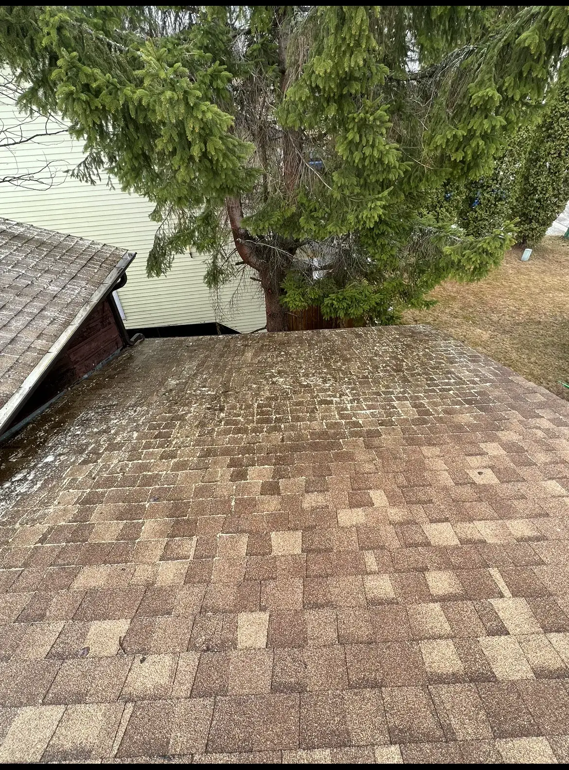 The same shingle roof slope with loose needles and branches cleared; surface discolouration remains.