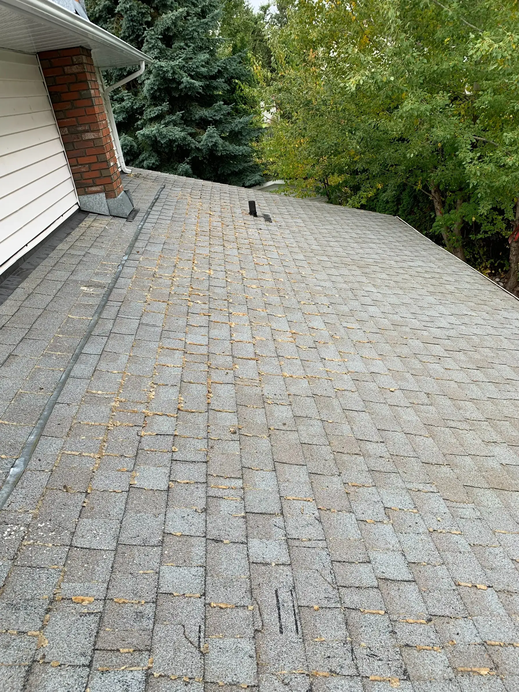 After: The same roof slope was left with the green growth removed. Pale residue remained visible along some shingle edges after the work.