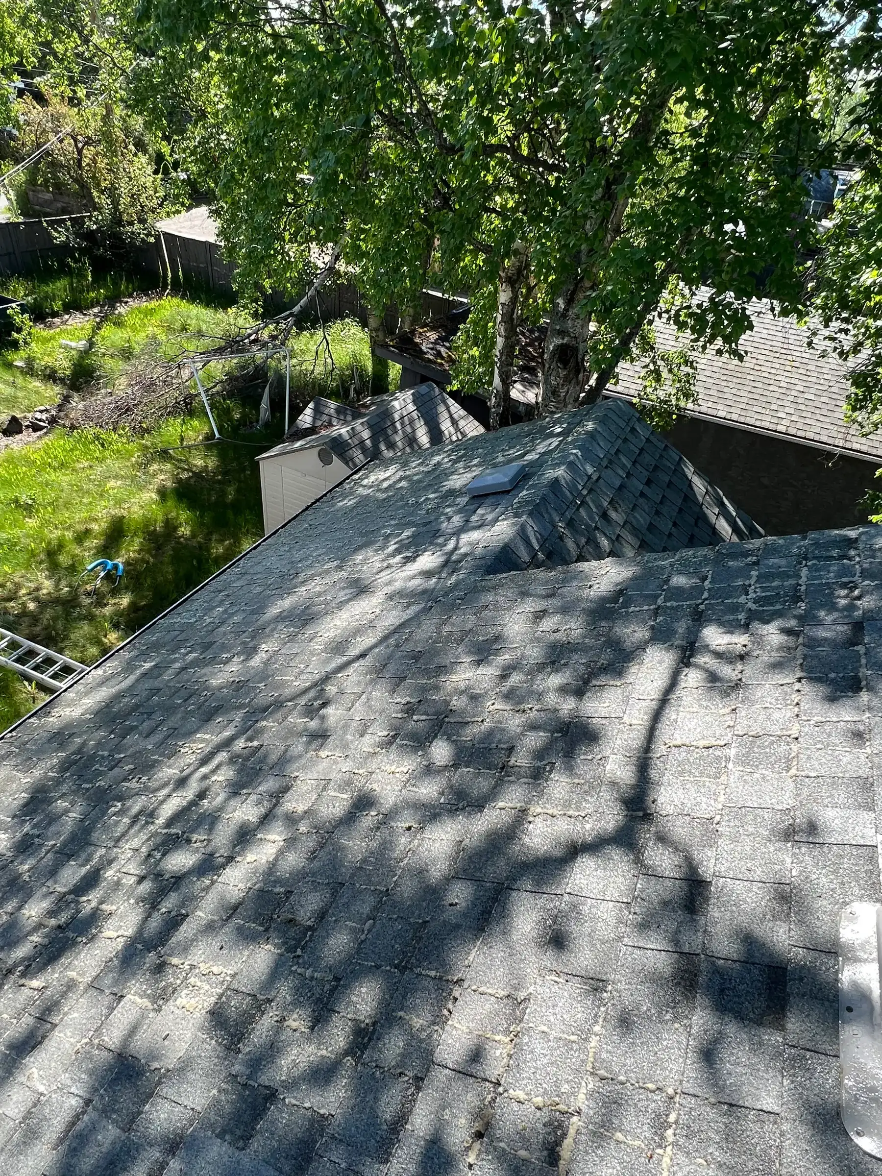 The same roof after treatment, the moss gone and the dark shingle surface visible again in dappled sunlight.