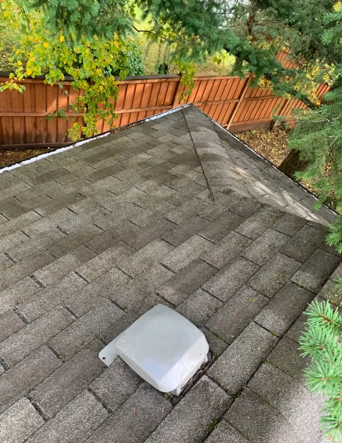 A clean asphalt shingle hip roof with no moss on the surface, a cedar fence and a young conifer beyond the roofline.