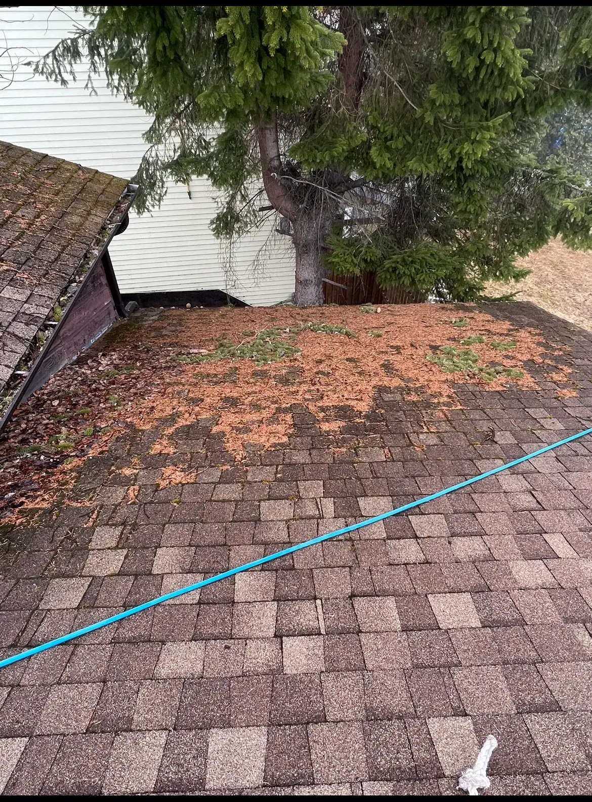An asphalt shingle roof with loose needles and branches beneath an overhanging tree.