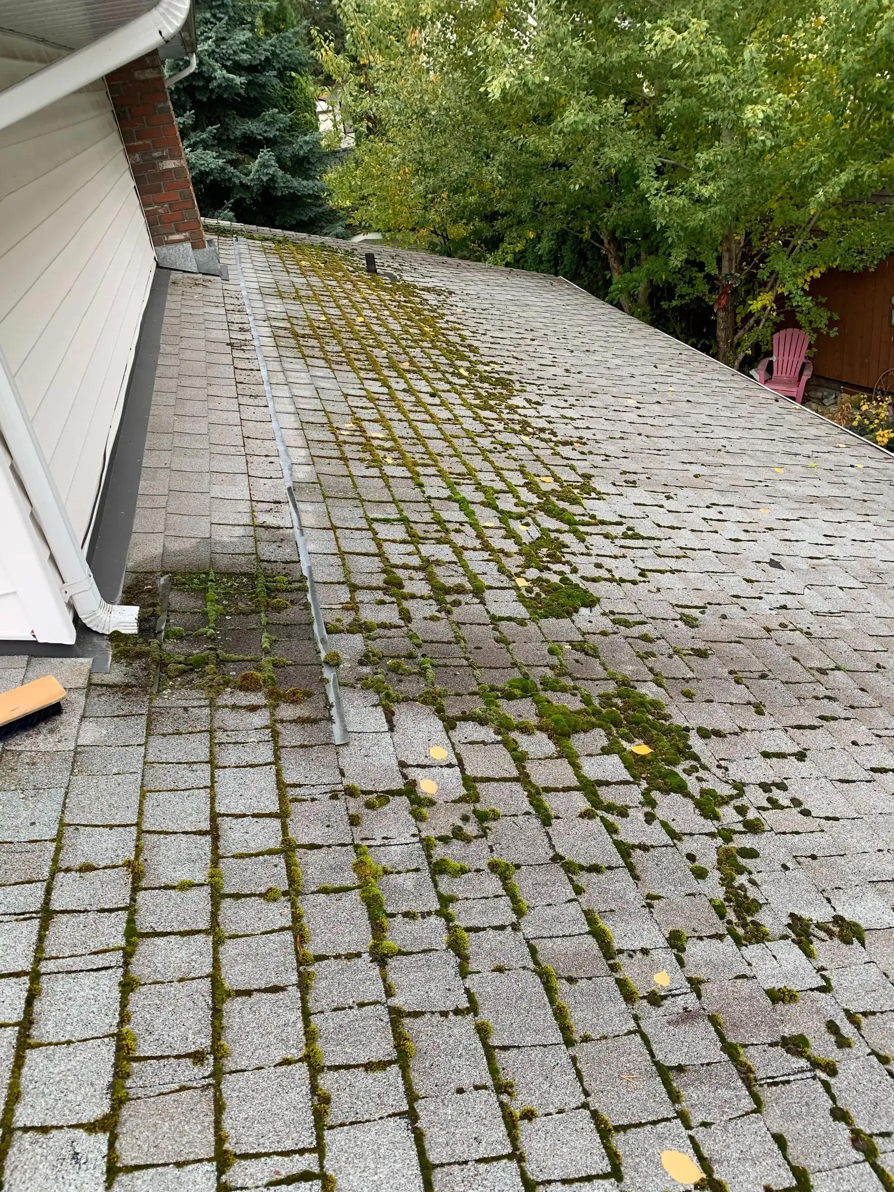 An asphalt shingle roof with thick green moss growing along the shingle courses in continuous lines, beside a brick chimney and white siding.