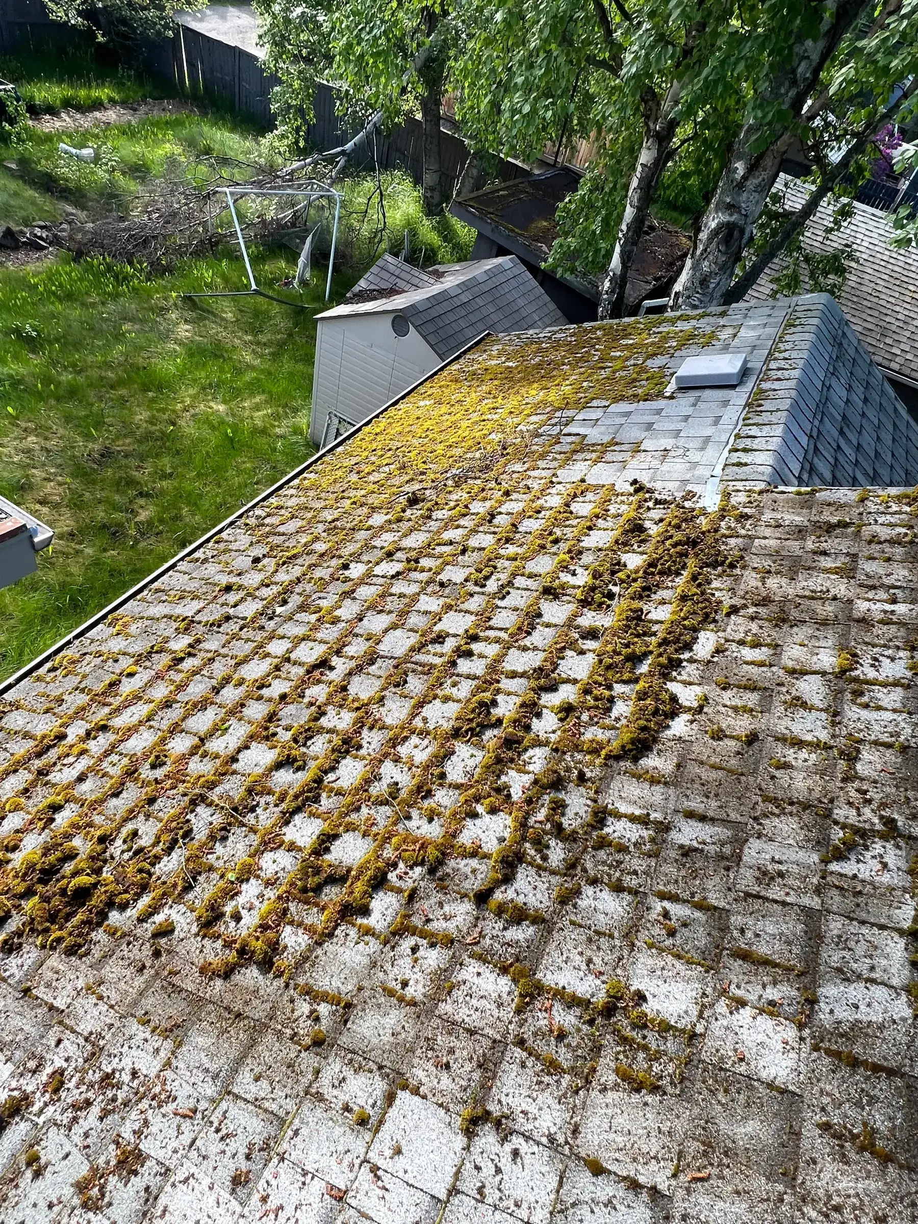 Dense moss covering an asphalt shingle roof, thick enough to obscure the shingle edges underneath.
