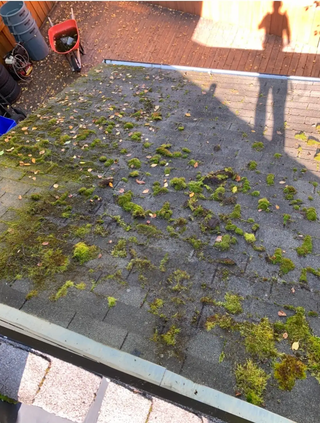 A low asphalt shingle roof thick with moss clumps and fallen leaves, seen from above, with a wheelbarrow part-filled with scraped moss on the deck below.