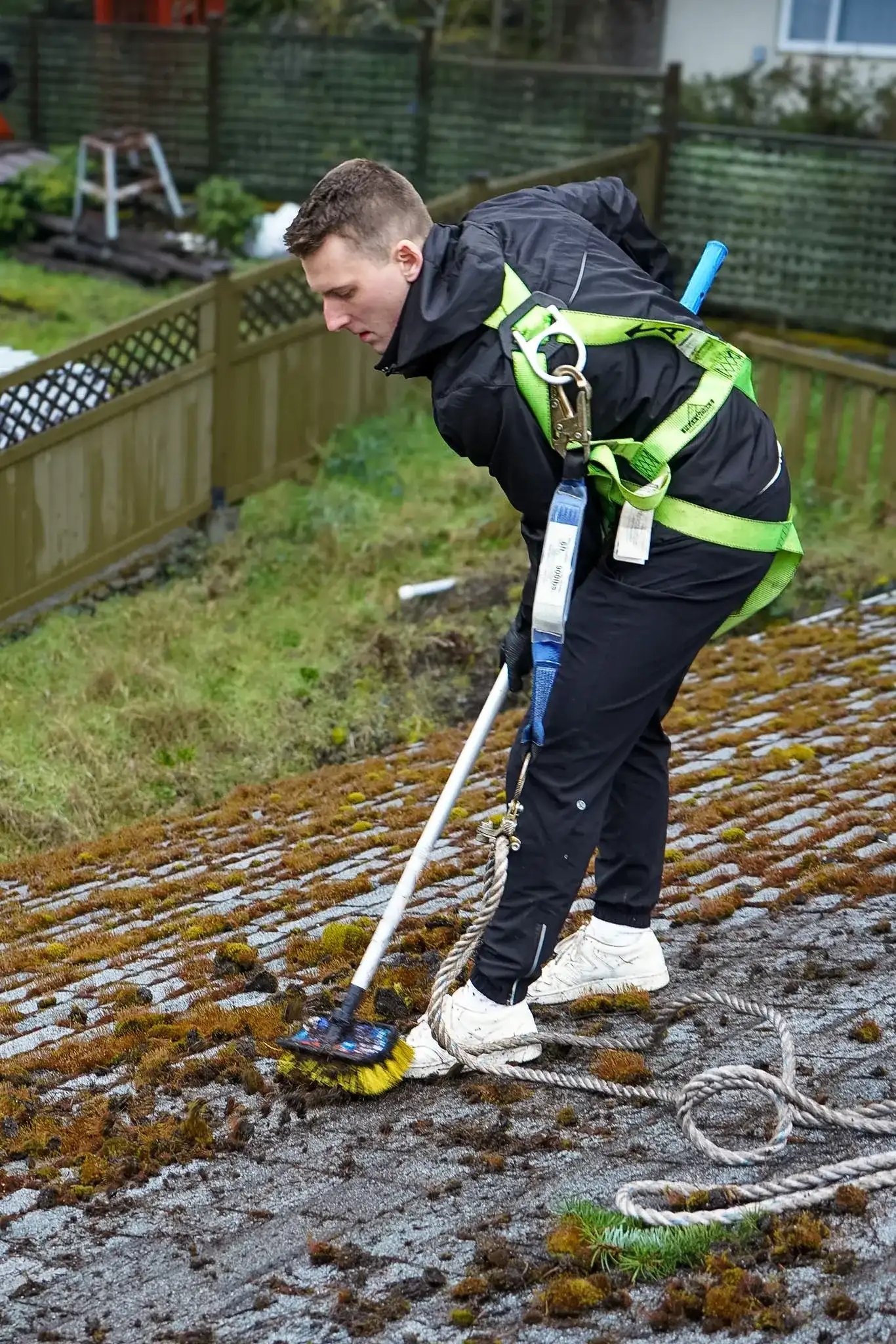 A Shine technician in a green fall-arrest harness bent over an asphalt shingle roof, scrubbing moss off with a long-handled brush, loosened moss lying on the cleaned shingles around him.