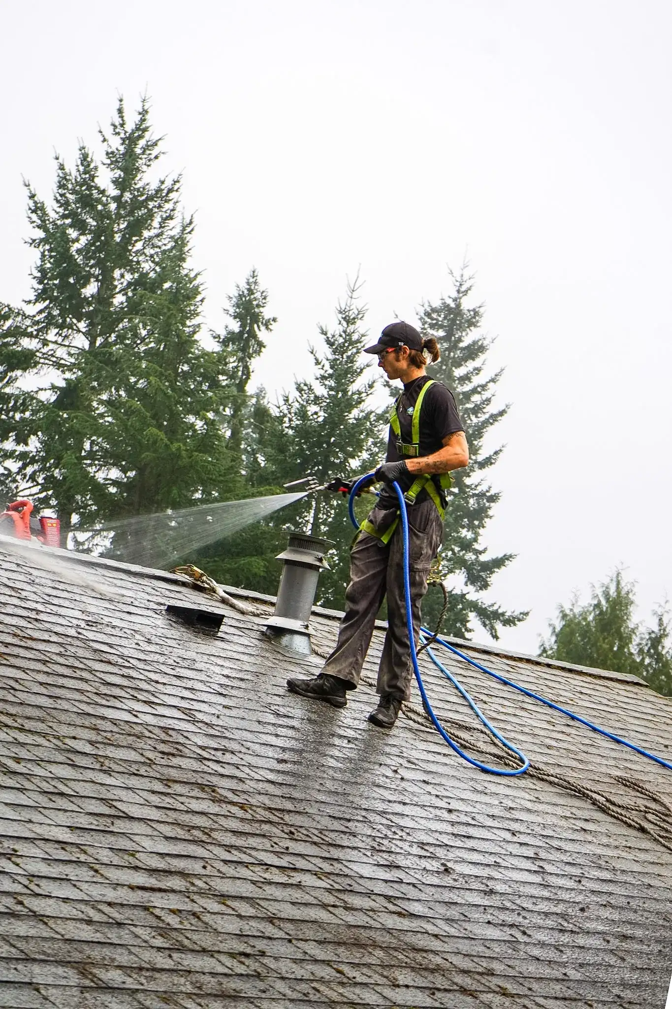 A Shine technician walking a shingle roof in a harness, spraying a fan of low-pressure treatment across the surface from a blue hose line.