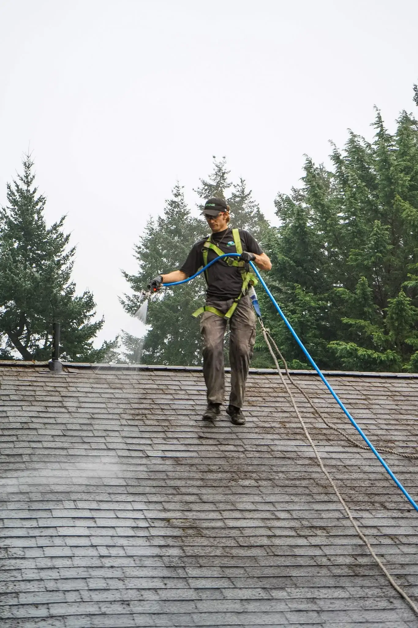 A Shine technician moving down a shingle roof with a spray wand, applying treatment ahead of himself.